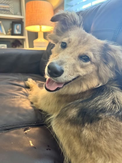 Photo of Patootsie, adoptable dog in Chamblee, Georgia
