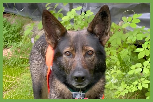 Photo of Annie, adoptable German Shepherd Dog in Amherst, Massachusetts