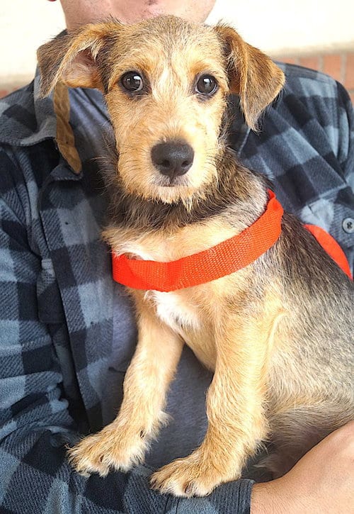 Photo of Kennedy, adoptable Schnauzer in Carrollton, Texas