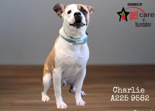 Photo of Charlie, adoptable Pit Bull Terrier in Chatsworth, California