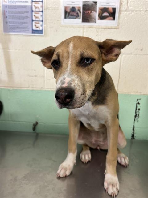 Photo of Gemini, adoptable German Shepherd Dog in Sacramento, California