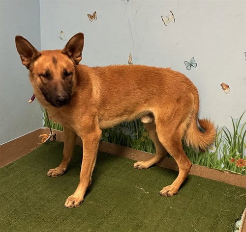 Photo of Dale, adoptable German Shepherd Dog in Baldwin Park, California