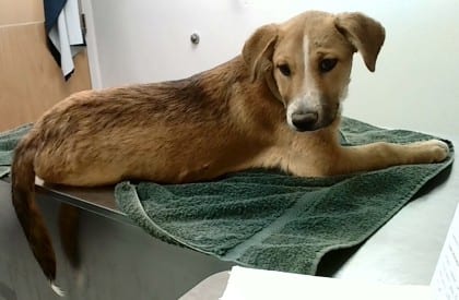 Photo of Marley, adoptable dog in Farmington, New Mexico