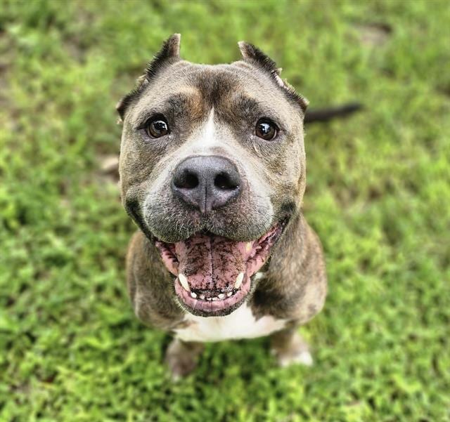 Photo of Beaux, adoptable dog in Palmetto, Florida