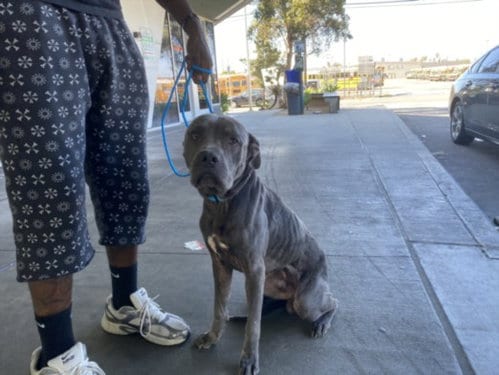 Photo of Drake, adoptable Pit Bull Terrier in Los Angeles, California