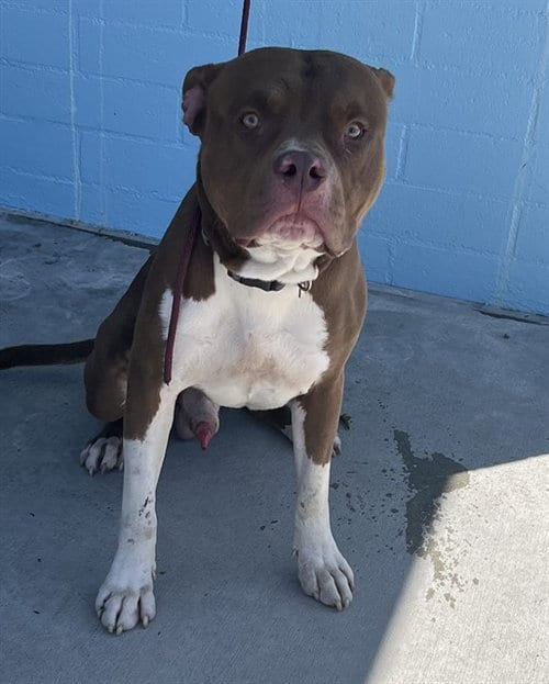 Photo of Resse, adoptable Pit Bull Terrier in Baldwin Park, California