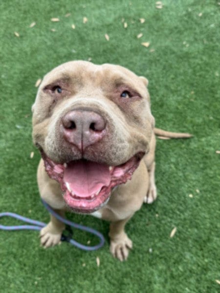 Photo of Gordo, adoptable Pit Bull Terrier in Los Angeles, California