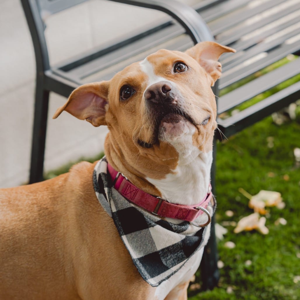 Photo of Sprinkler, adoptable Mixed Breed (Medium) / Mixed Breed (Medium) in Patchogue, New York