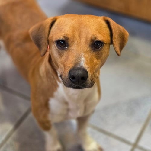Photo of Boone, adoptable Unknown breed in Normal, Illinois