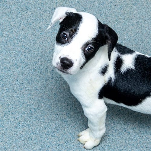 Photo of Tootles, adoptable American Bulldog in Maryland, Missouri