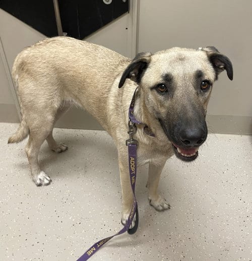 Photo of Birdee, adoptable Anatolian Shepherd in Whitewright, Texas