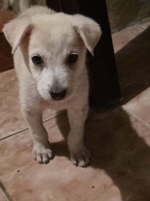 Photo of Salone, adoptable Chihuahua in Virginia Beach, Virginia