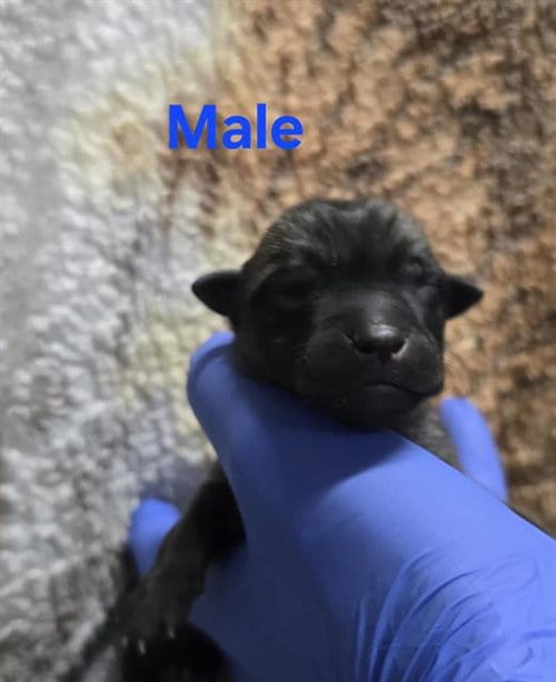Photo of Rescue Only, Nursing, adoptable German Shepherd Dog in HESPERIA, California