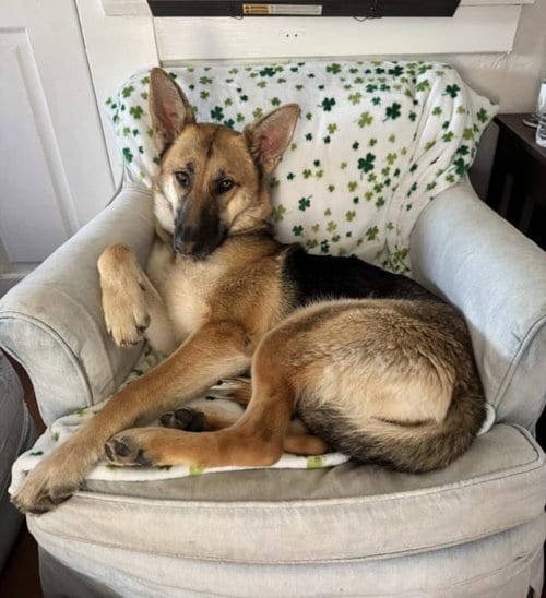 Photo of Sophie, adoptable German Shepherd Dog in Santa Maria, California