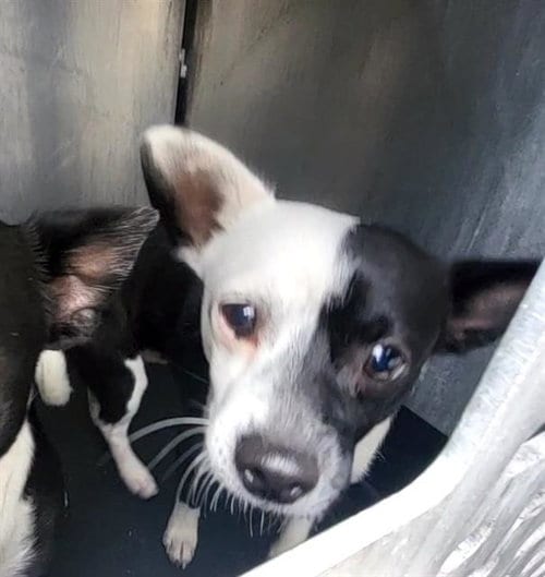 Photo of Max, adoptable Terrier in San Antonio, Texas