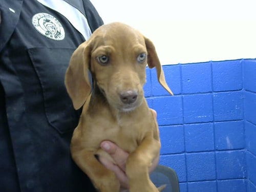 Photo of Opal, adoptable Otterhound in Albuquerque, New Mexico