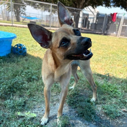 Photo of Prospect GCH, adoptable Rat Terrier in Rockaway, New Jersey