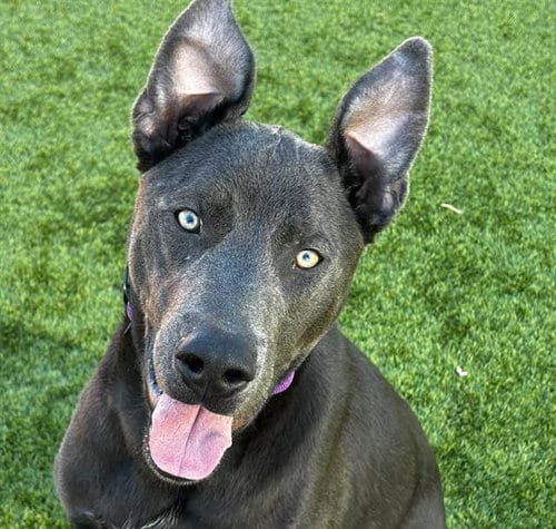 Photo of Oliver, adoptable Labrador Retriever in Martinez, California
