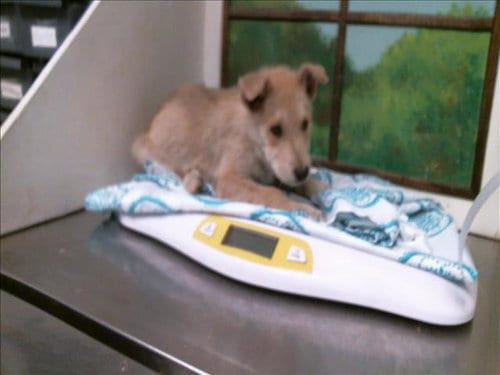 Photo of A2103078, adoptable Siberian Husky in Houston, Texas