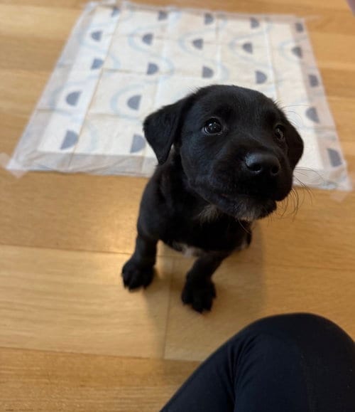 Photo of Lucali, adoptable Flat-coated Retriever in Brooklyn, New York