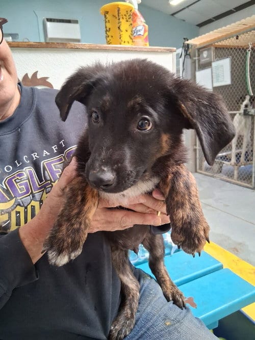 Photo of Frank, adoptable German Shepherd Dog in Mountainair, New Mexico