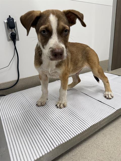 Photo of Alastor, adoptable Labrador Retriever in Baytown, Texas