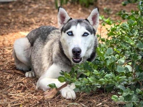 Photo of Obi, adoptable Siberian Husky in San Pedro, California