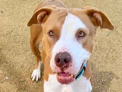 Photo of Carnation, adoptable dog in Georgetown, Texas