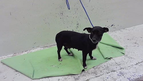 Photo of A2097466, adoptable Chihuahua in Houston, Texas