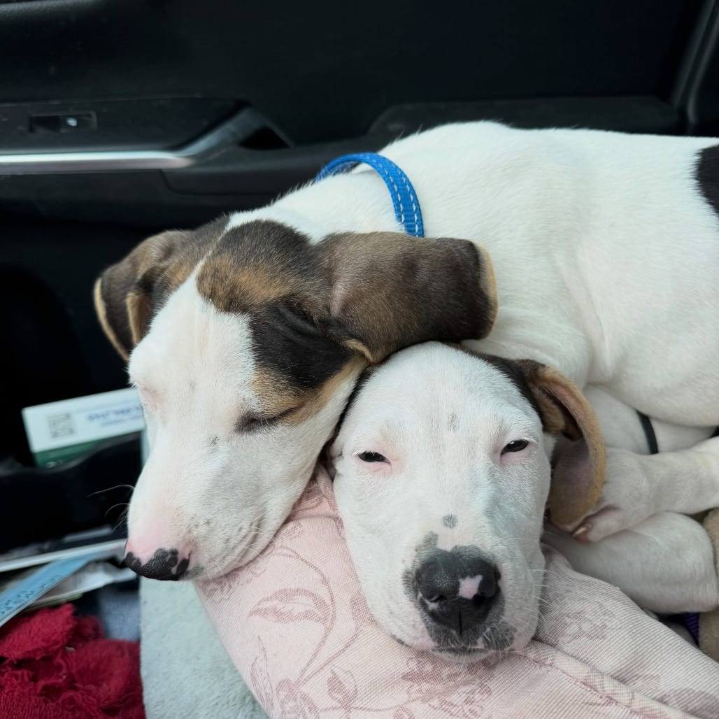 Photo of Popsicle, adoptable Hound / Mix in North Charleston, South Carolina