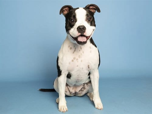 Photo of Star, adoptable American Pit Bull Terrier in Phoenix, Arizona