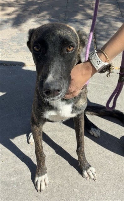 Photo of Strings, adoptable Dutch Shepherd in Phoenix, Arizona