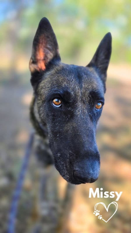 Photo of Missy, adoptable German Shepherd Dog in Monte Vista, Colorado
