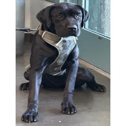 Photo of Lady, adoptable Cane Corso in Chatsworth, California