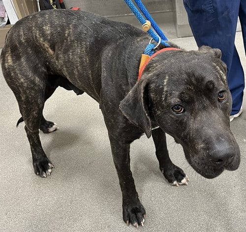 Photo of Easter, adoptable Cane Corso Mastiff in Forestville, Maryland