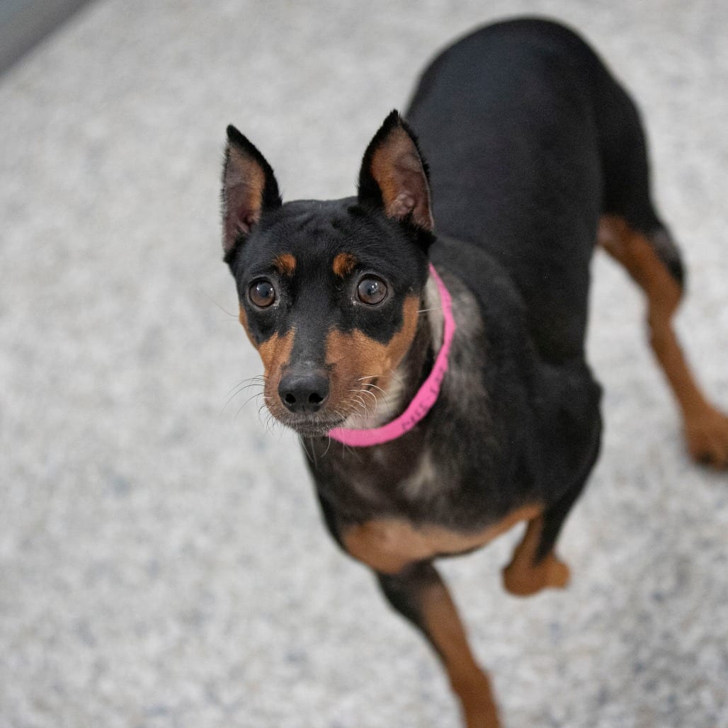 Photo of Annie (AG26-203), adoptable Pinscher, Miniature in Colorado Springs, Colorado
