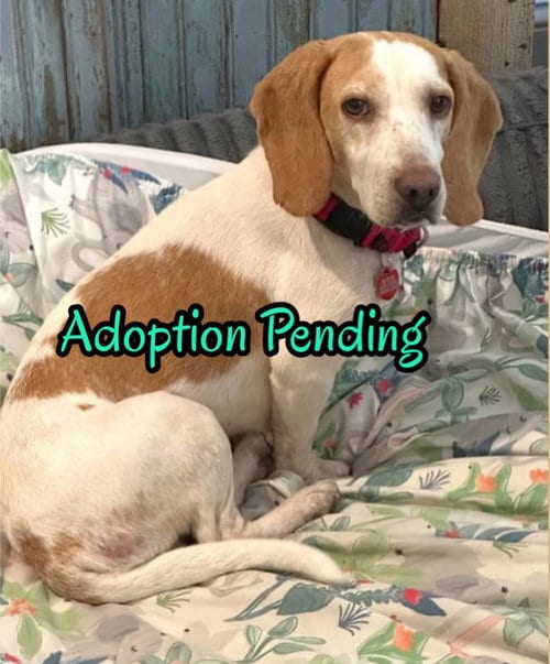 Photo of Peaches IV, adoptable Beagle in Dunnellon, Florida