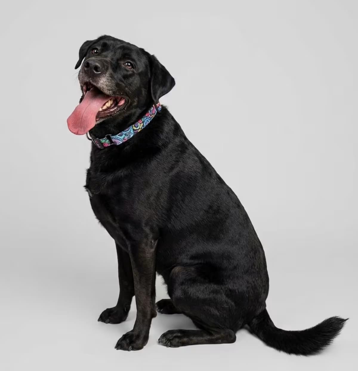 Photo of Misty, adoptable Labrador Retriever in Cranston, Rhode Island
