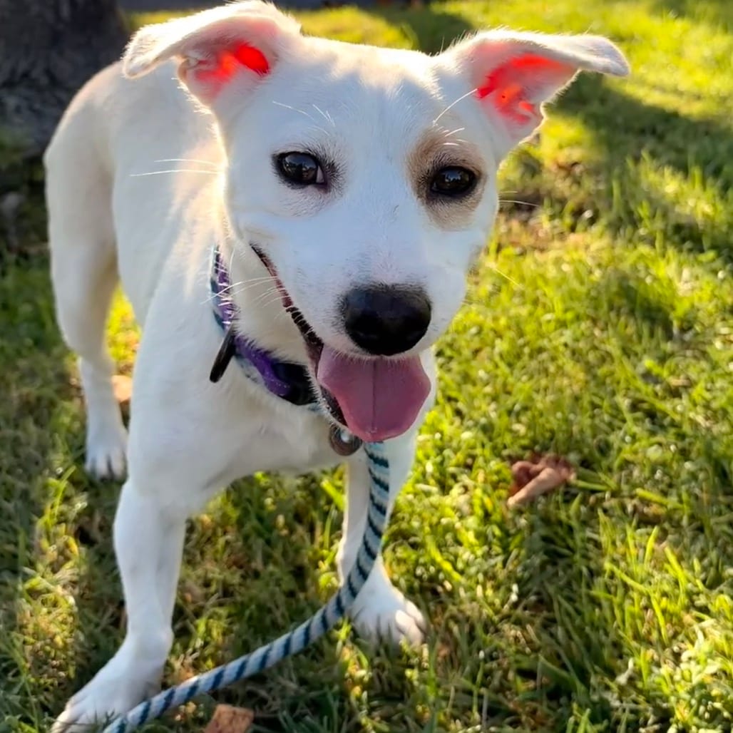Photo of Melody -Costa Mesa Location, adoptable Terrier / Mix