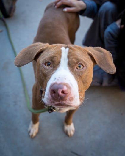 Photo of Keegan, adoptable dog in Chamblee, Georgia