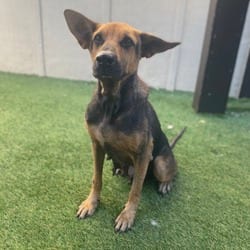 Photo of Twinkle Star 8076, adoptable Shepherd (Unknown Type) in Loxahatchee, Florida
