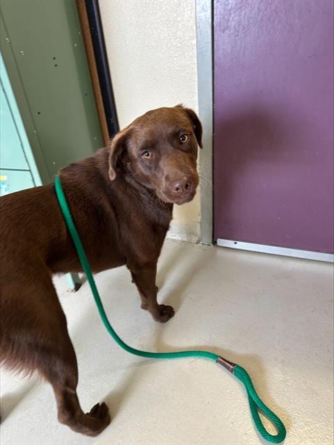 Photo of Nala, adoptable Australian Shepherd in Santa Cruz, California