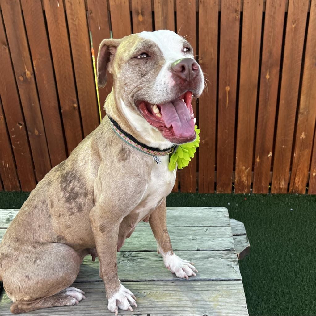 Photo of Sherbet, adoptable Mixed Breed (Medium) in St. Louis, Missouri