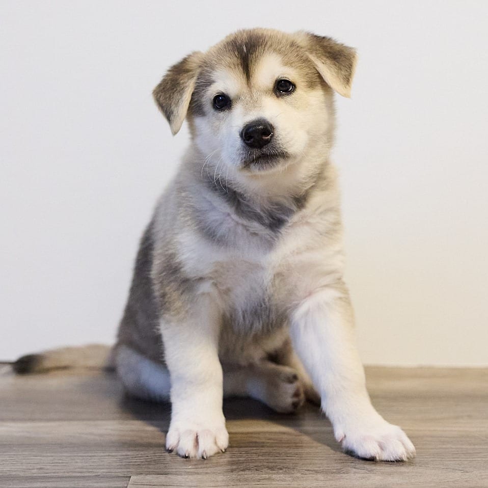 Photo of Molé D70691, adoptable Husky in Minnesota, Minnesota