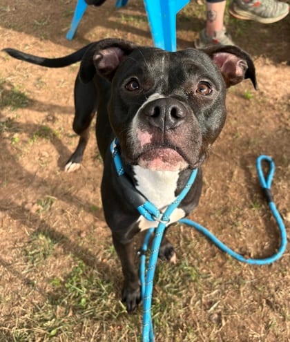 Photo of Martian, adoptable dog in Chamblee, Georgia