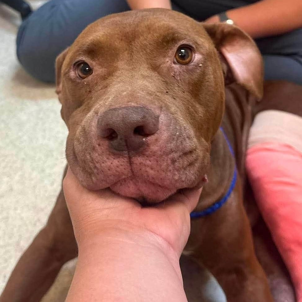 Photo of Zigrietta, adoptable Terrier, American Staffordshire / Mixed Breed (Medium) in Whitestone, New York