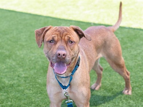 Photo of Pinocchio, adoptable Labrador Retriever in Martinez, California