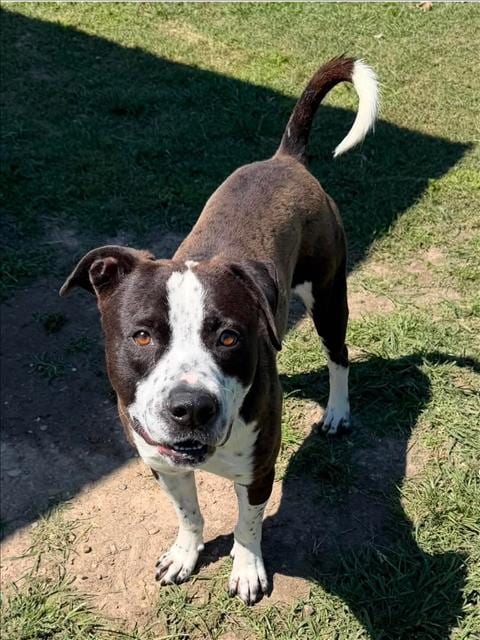 Photo of Rune, adoptable American Staffordshire Terrier in Conroe, Texas