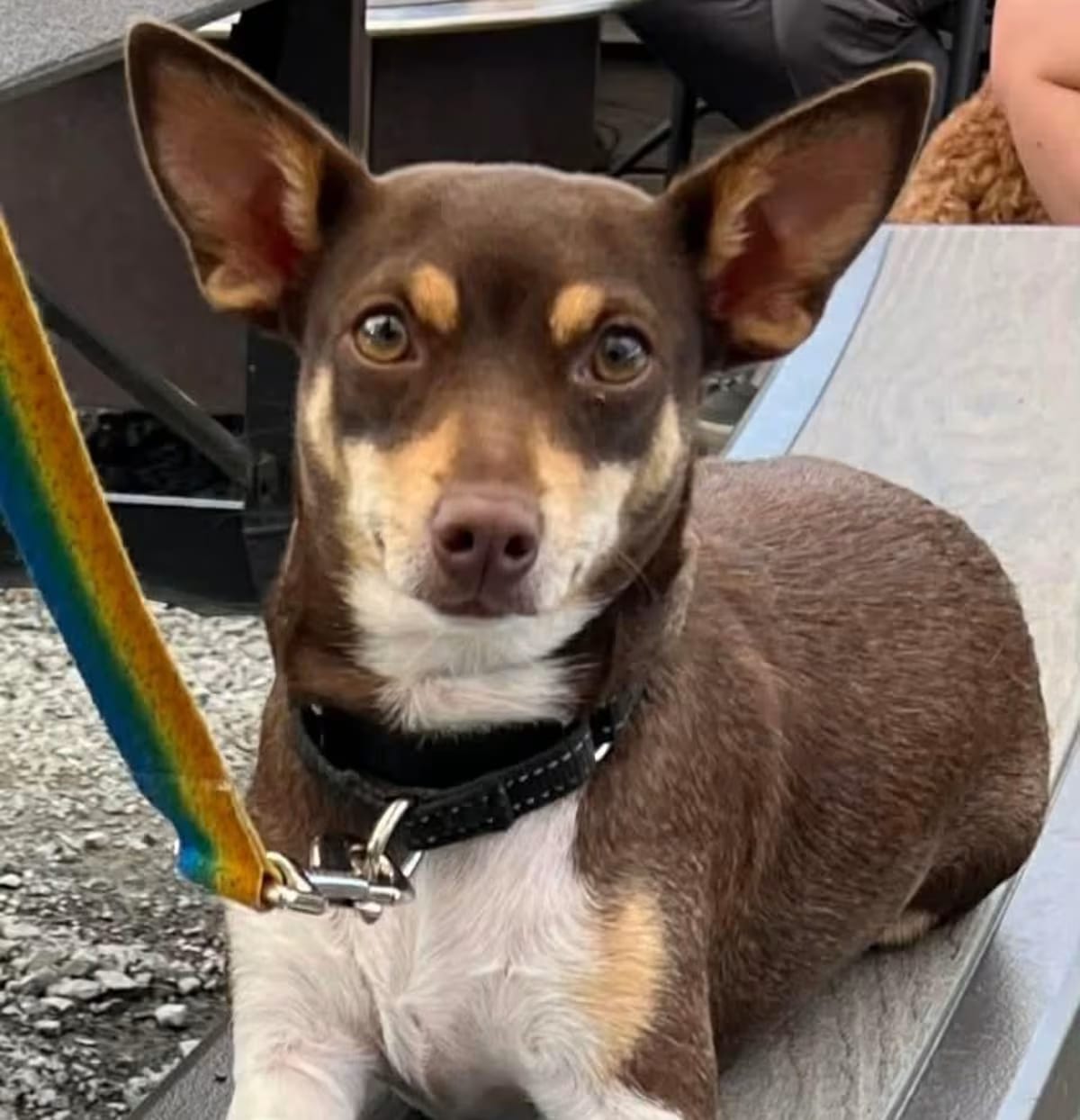 Photo of Duchess Fiona, adoptable Chihuahua in Roseville, California