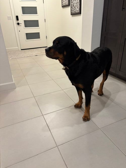 Photo of Luke 2021, adoptable Rottweiler in Gilbert, Arizona